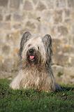 SKYE TERRIER 073